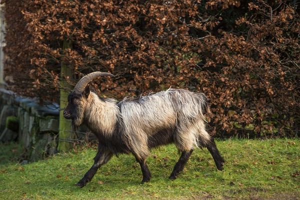 Scotland Dutch landrace goat walking
